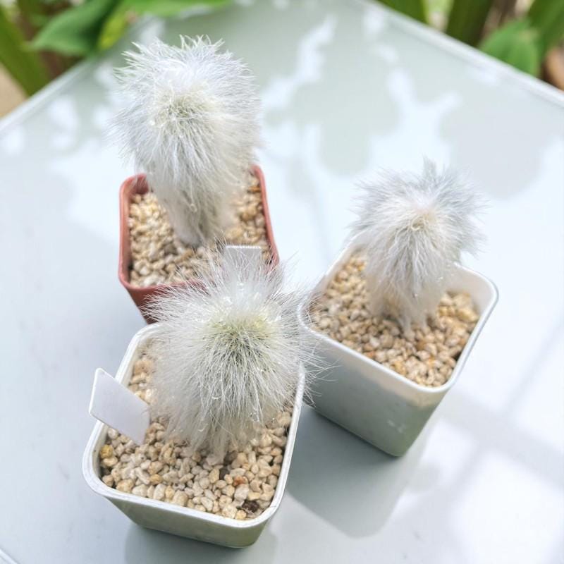 Old Man Cactus: Fuzzy Cephalocereus Senilis Succulent - Unique Desert Houseplant