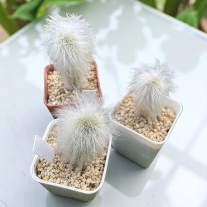 Old Man Cactus: Fuzzy Cephalocereus Senilis Succulent - Unique Desert Houseplant