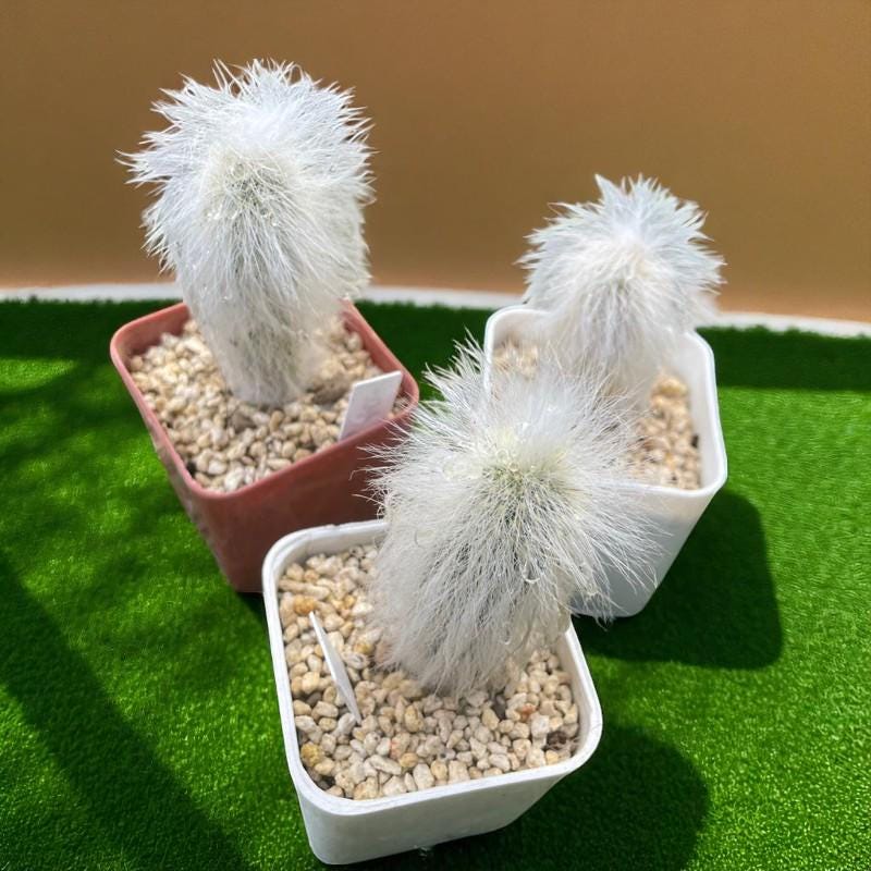 Old Man Cactus: Fuzzy Cephalocereus Senilis Succulent - Unique Desert Houseplant
