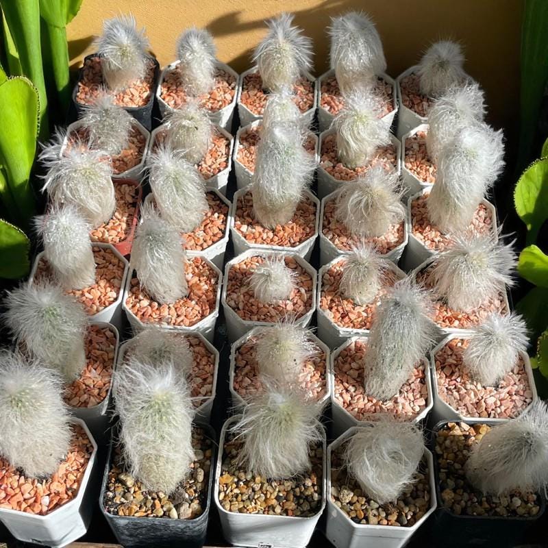 Detail view — Old Man Cactus Live Plant | Cacti Nest