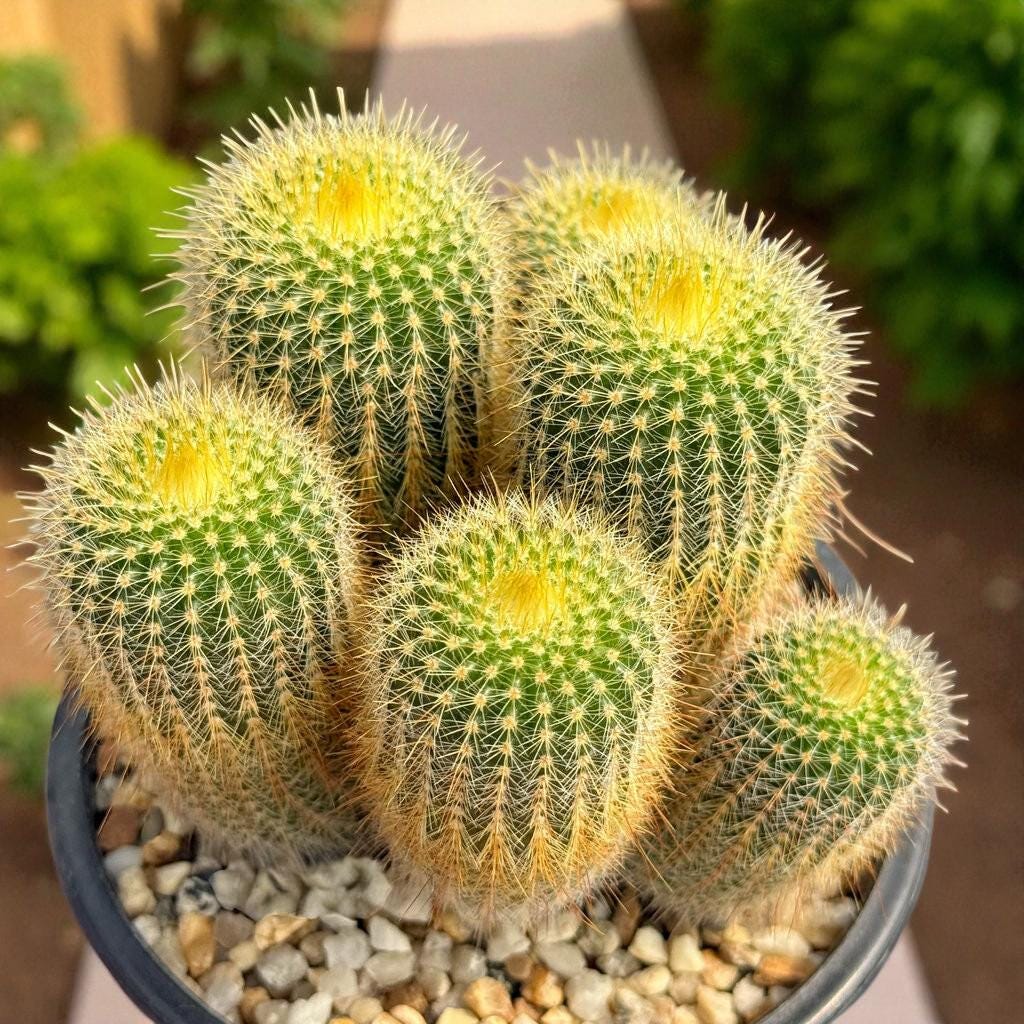 Scale Reference View of Golden Ball Cactus Indoor Plant, Mini Desert Succulent, Easy Care Houseplant, Small Potted Cactus, Desk Decor, Plant Lover Gift, highlighting its cactus look and listing presentation