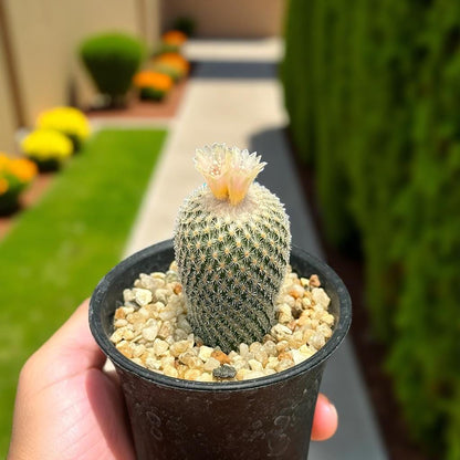 Close-Up Detail of Button Cactus Mini Indoor Plant, Easy Care Desert Succulent, Small Potted Houseplant, Desk Decor Gift, Live Cactus Plant, highlighting its cactus look and listing presentation