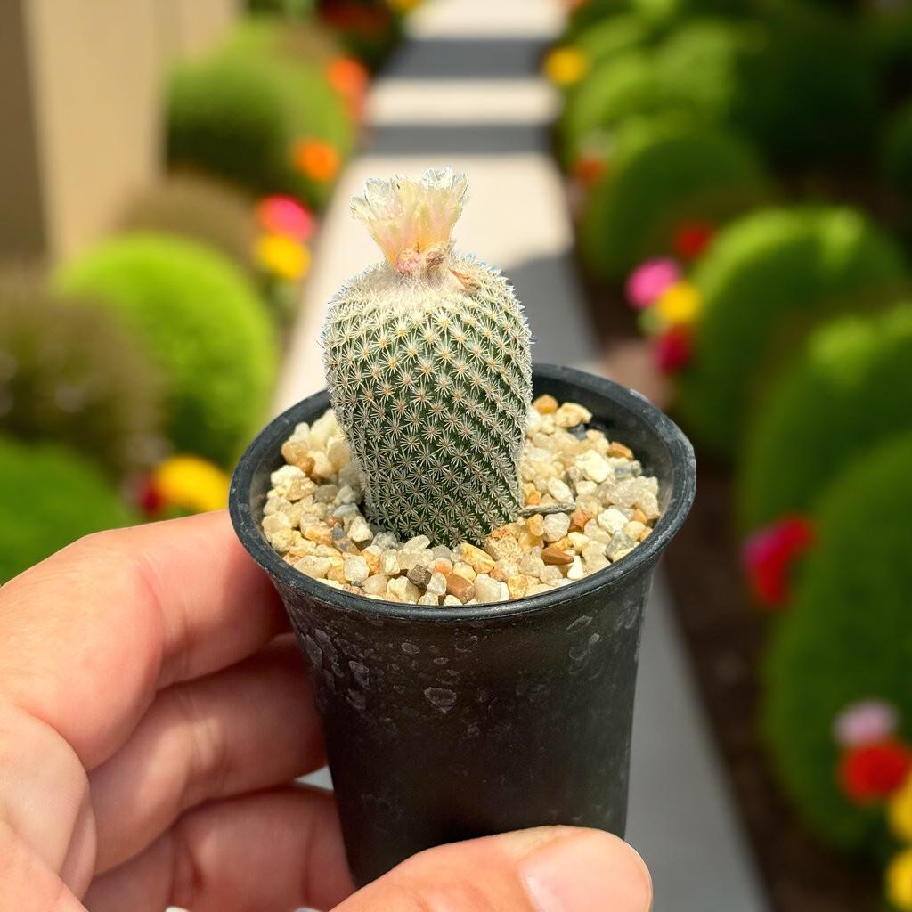 Side View of Button Cactus Mini Indoor Plant, Easy Care Desert Succulent, Small Potted Houseplant, Desk Decor Gift, Live Cactus Plant, highlighting its cactus look and listing presentation
