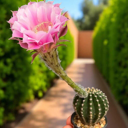 Alt Tag: Echinopsis cactus flowering succulent with large pink bloom on potted indoor cactus