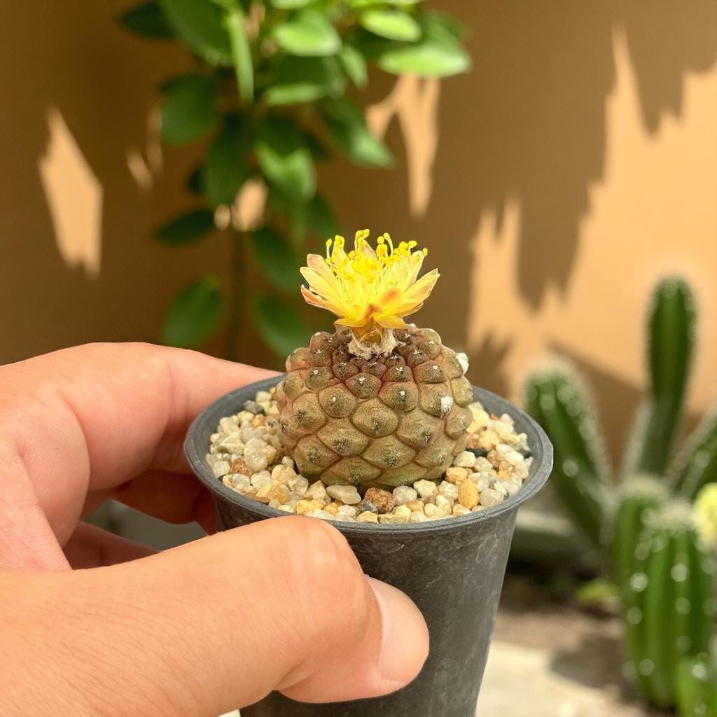 blooming cactus plant- indoor cactus plant