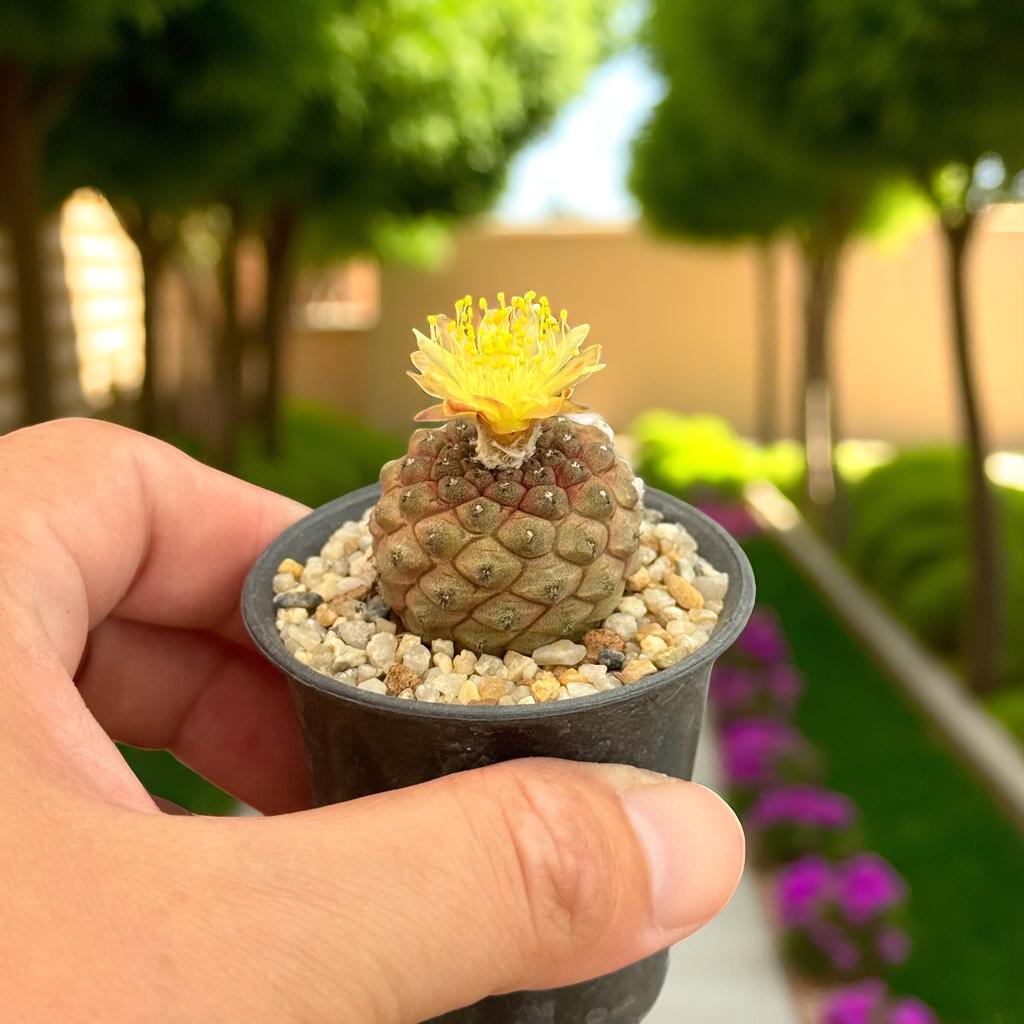 blooming cactus plant- indoor cactus plant
