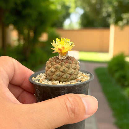 blooming cactus plant- indoor cactus plant
