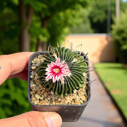 Alternate Angle of Brain Waves Cactus: Wavy Ribbed Succulent - Unique Home Decor, highlighting its cactus look and listing presentation