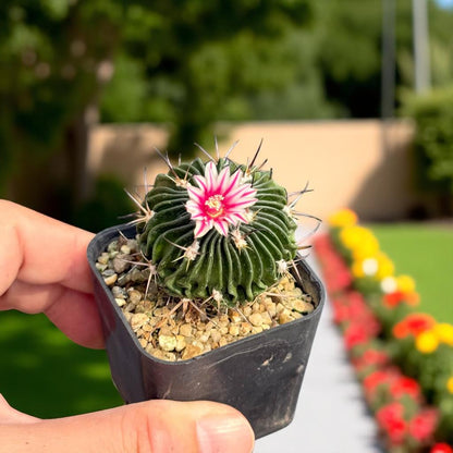 Side View of Brain Waves Cactus: Wavy Ribbed Succulent - Unique Home Decor, highlighting its cactus look and listing presentation