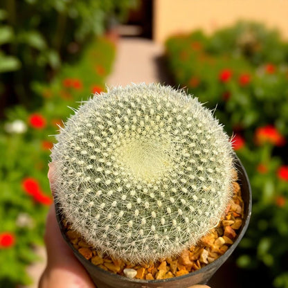Silver Box Flowering Cactus: Modern Indoor & Outdoor Spaces