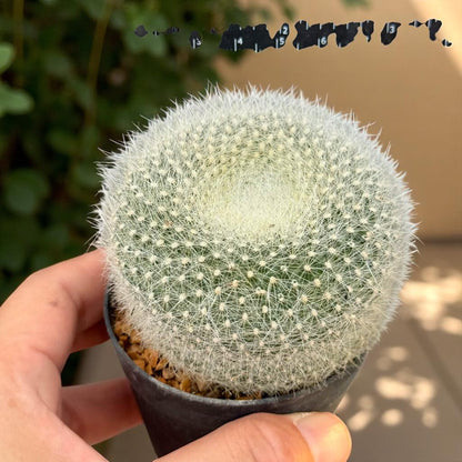 Silver Box Flowering Cactus: Modern Indoor & Outdoor Spaces