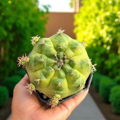 Overhead View of Flowering Round Cactus Live Plant, Mini Indoor Succulent, Easy Care Houseplant Gift, Small Potted Desert Plant, Desk Decor, highlighting its cactus look and listing presentation