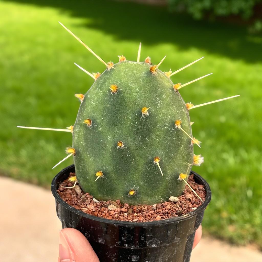2 Watermelon Paddle Cactus: Colorful Indoor Succulent - Unique Houseplant
