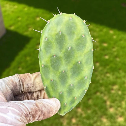 2 Watermelon Paddle Cactus: Colorful Indoor Succulent - Unique Houseplant