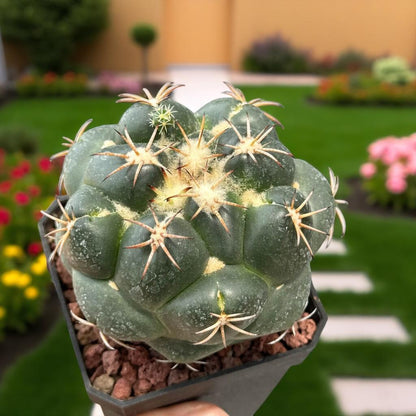 Elephant Ear Paddle Cactus: Easy-Care Indoor Succulent