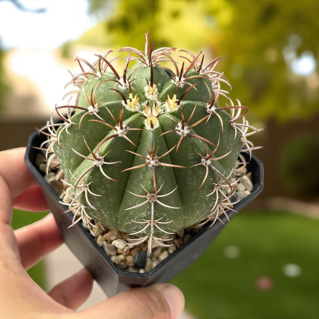 Close-Up Detail of Red Cap Cactus, Live Indoor Succulent Plant, Easy Care Mini Houseplant Gift, Desk Decor Cactus, highlighting its cactus look and listing presentation
