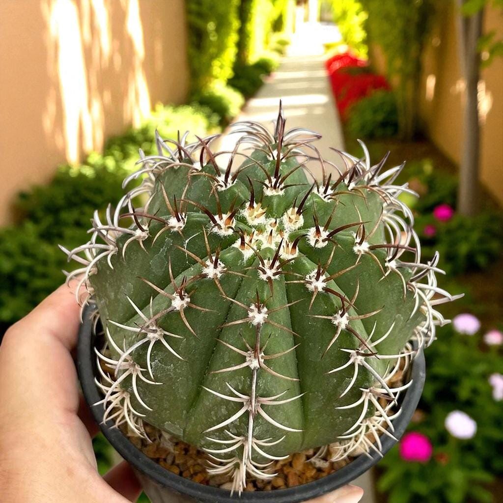 Alternate Angle of Red Cap Cactus, Live Indoor Succulent Plant, Easy Care Mini Houseplant Gift, Desk Decor Cactus, highlighting its cactus look and listing presentation