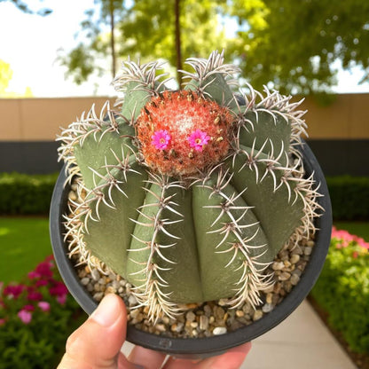 Side View of Red Cap Cactus, Live Indoor Succulent Plant, Easy Care Mini Houseplant Gift, Desk Decor Cactus, highlighting its cactus look and listing presentation
