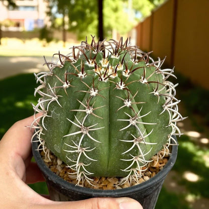 Overhead View of Red Cap Cactus, Live Indoor Succulent Plant, Easy Care Mini Houseplant Gift, Desk Decor Cactus, highlighting its cactus look and listing presentation