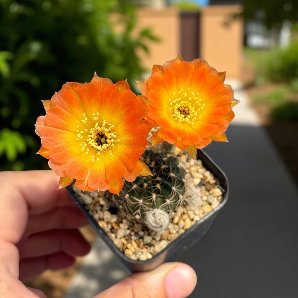 Side View of Flowering Cactus: Orange Blooms, Easy Care Indoor Succulent (2 Pcs), highlighting its cactus look and listing presentation