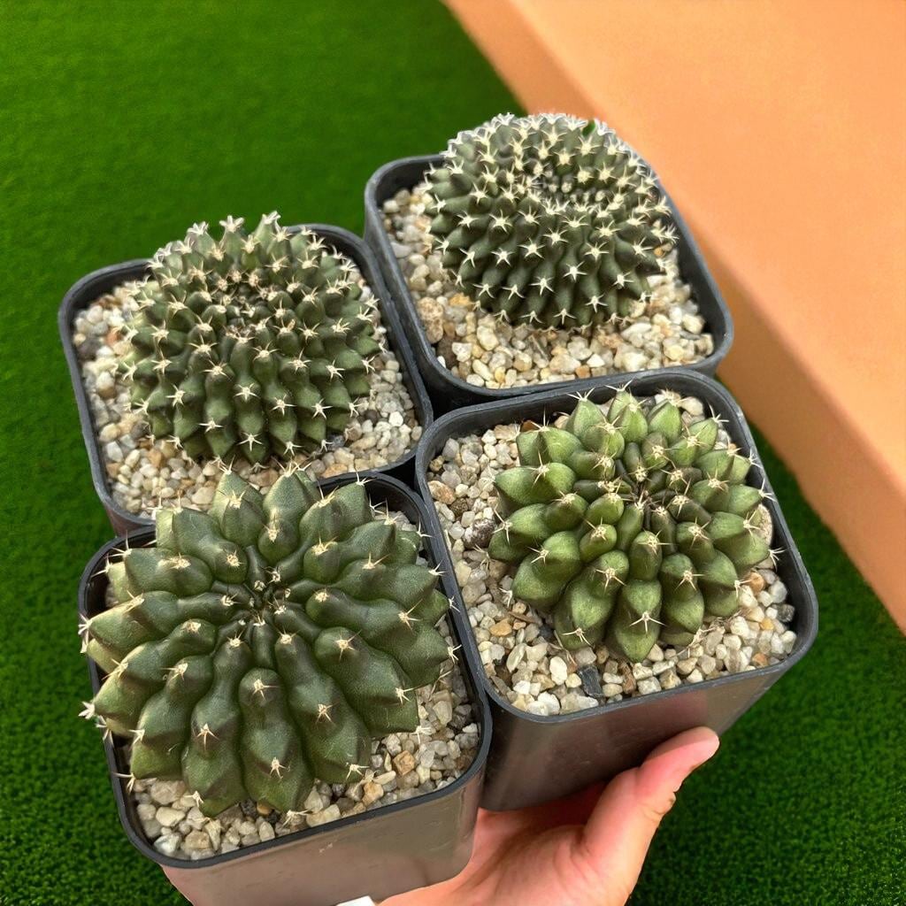 2 Crested Green Cactus Plants: Wavy Cristate Succulent - Unique Indoor Decor