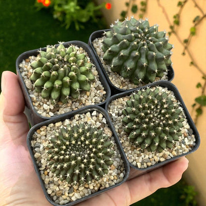 2 Crested Green Cactus Plants: Wavy Cristate Succulent - Unique Indoor Decor