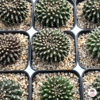 2 Crested Green Cactus Plants: Wavy Cristate Succulent - Unique Indoor Decor