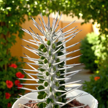 Alt Tag: tall succulent plant for indoors live potted statement houseplant with upright spiky stems, modern architectural look