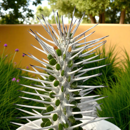 Alt Tag: tall succulent plant for indoors with upright spiky stems, unique statement houseplant, easy-care live succulent
