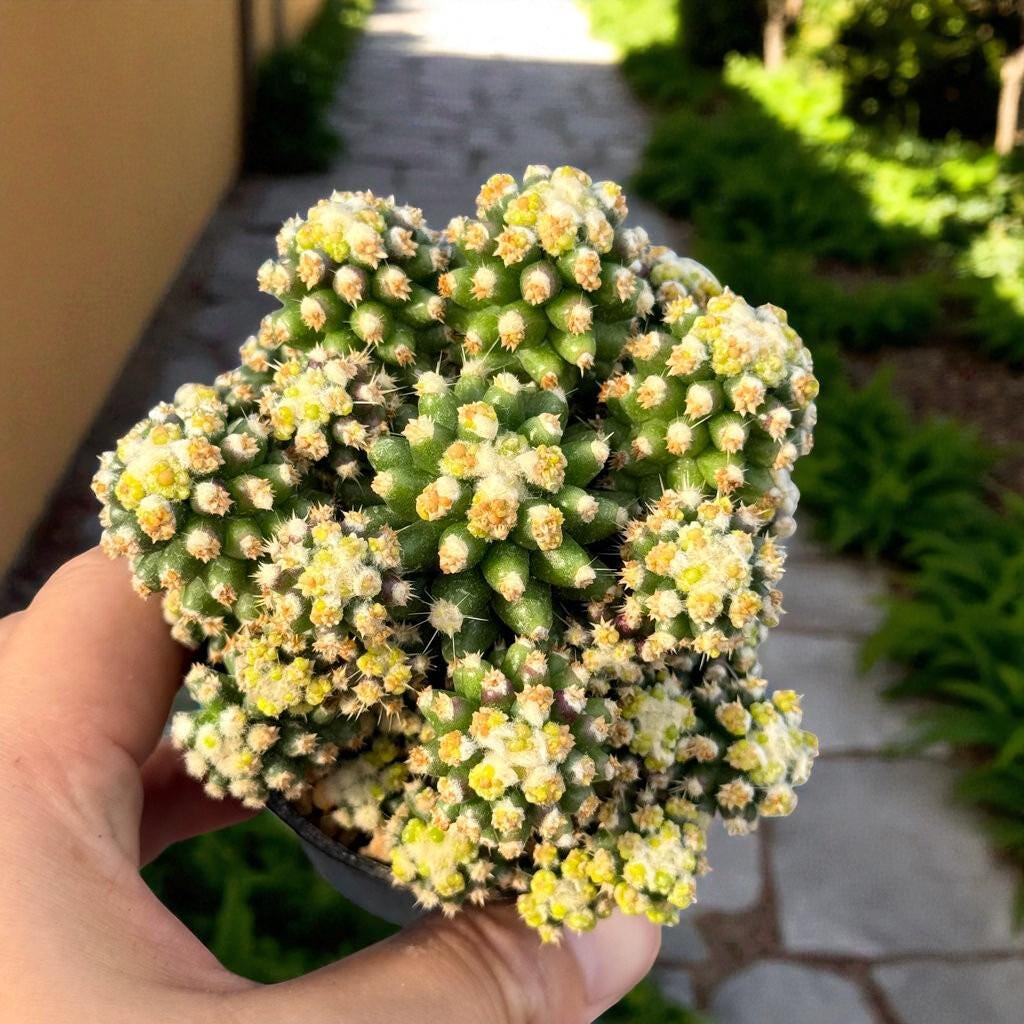 Golden Barrel Cactus (Set of 2): Live Potted Desert Houseplant