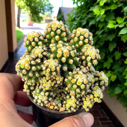Golden Barrel Cactus (Set of 2): Live Potted Desert Houseplant