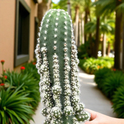 Miniature Golden Barrel Cactus: Live Potted Succulent Gift