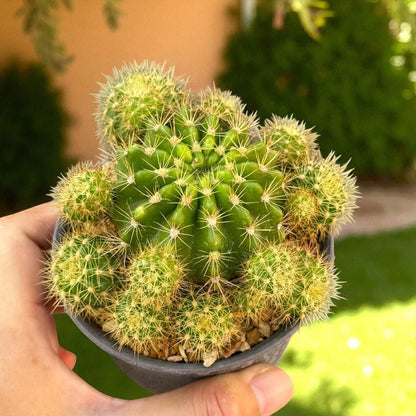 Flowering Cactus Plant: Mini Potted Succulent - Desert Houseplant Gift