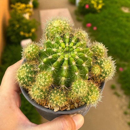 Flowering Cactus Plant: Mini Potted Succulent - Desert Houseplant Gift