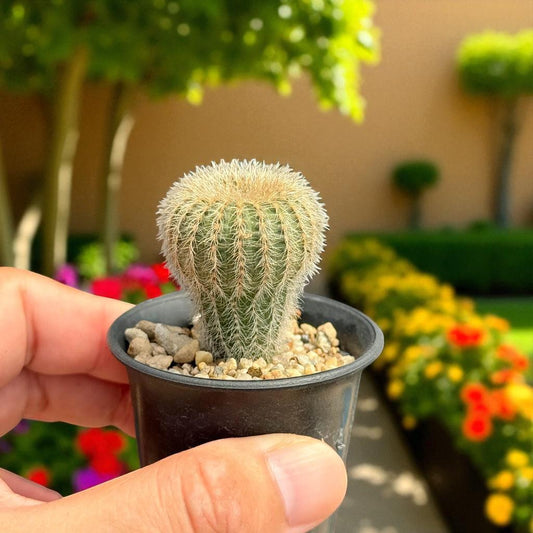 Curved Spine Cactus: Live Potted Succulent - Home Decor Gift