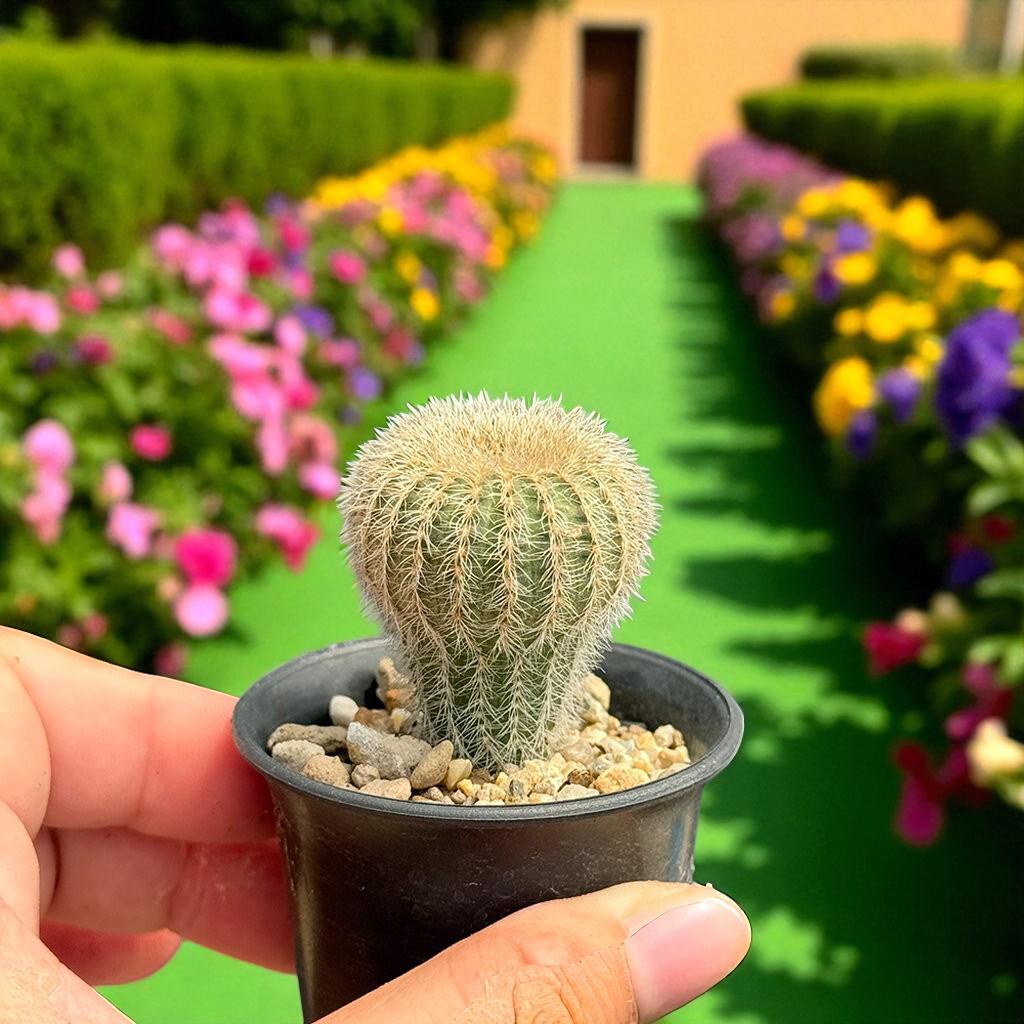 Curved Spine Cactus: Live Potted Succulent - Home Decor Gift
