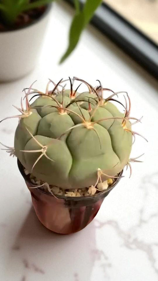 Blooming Cactus with Pink Flower: Easy Care Potted Succulent