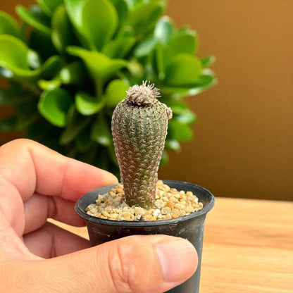 2 Mini Button Cactus with Pink Flower: Easy Care Desk Succulents