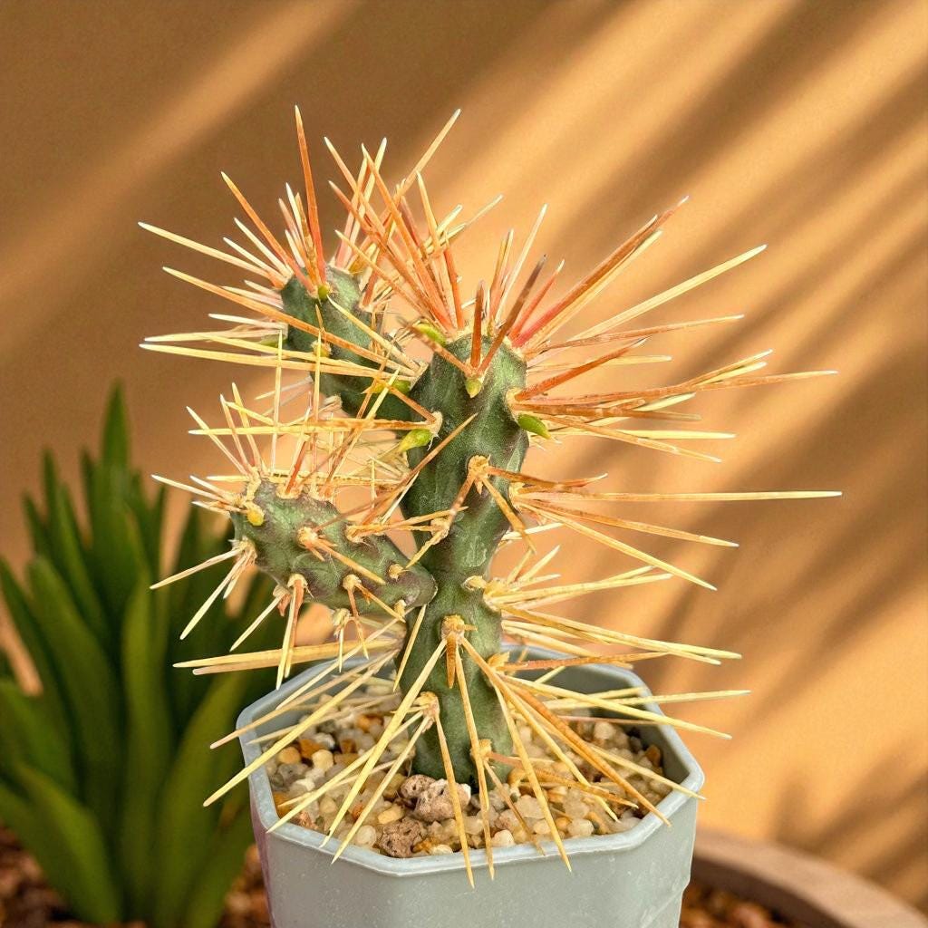 Side View of Live Spiny Cactus Indoor Plant, Easy Care Desert Succulent, Small Potted Cactus for Home Decor, Unique Houseplant Gift, highlighting its cactus look and listing presentation