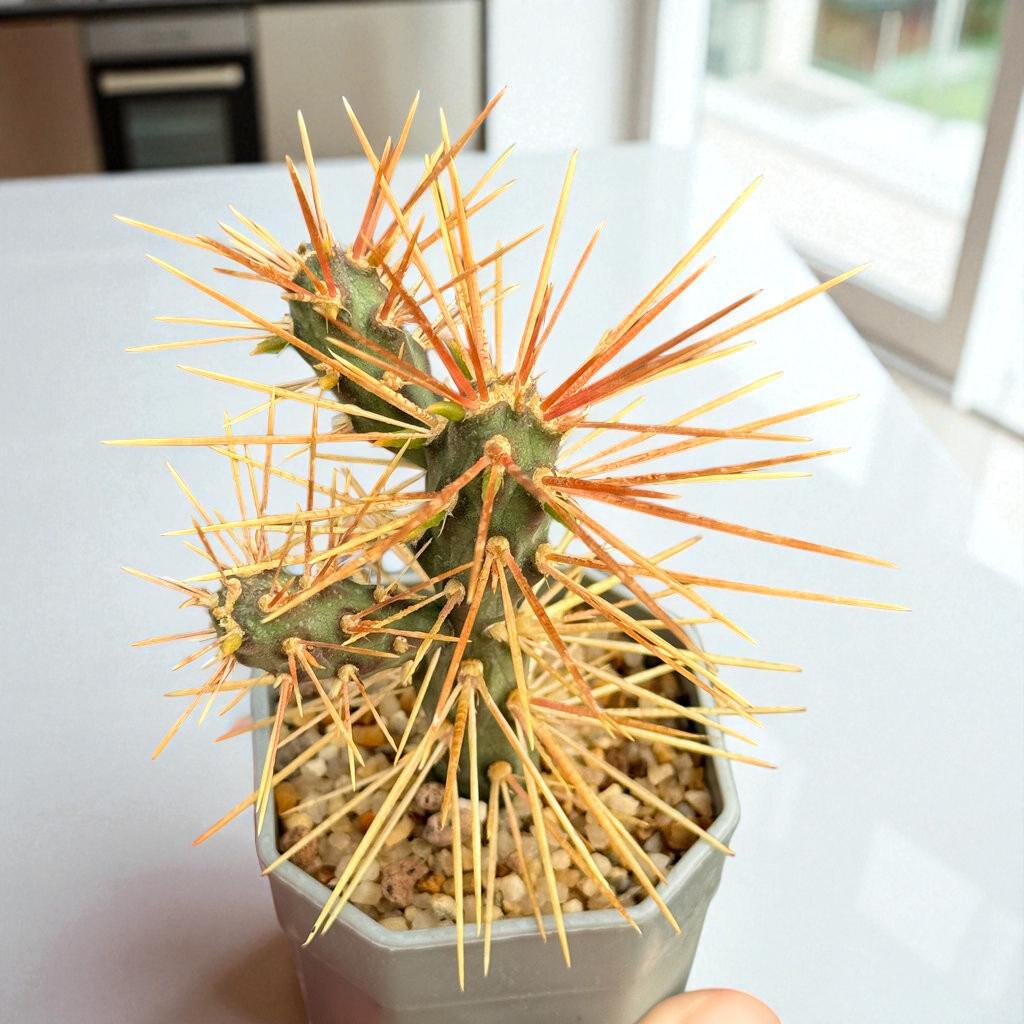 Scale Reference View of Live Spiny Cactus Indoor Plant, Easy Care Desert Succulent, Small Potted Cactus for Home Decor, Unique Houseplant Gift, highlighting its cactus look and listing presentation
