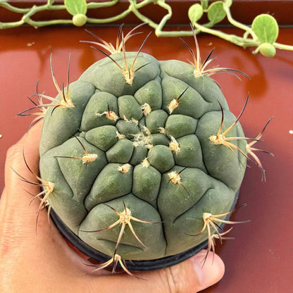 Blooming Cactus with Pink Flower: Easy Care Potted Succulent