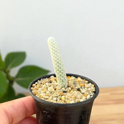 Mini Paper-Scale Succulent: Unique Textured Indoor Plant