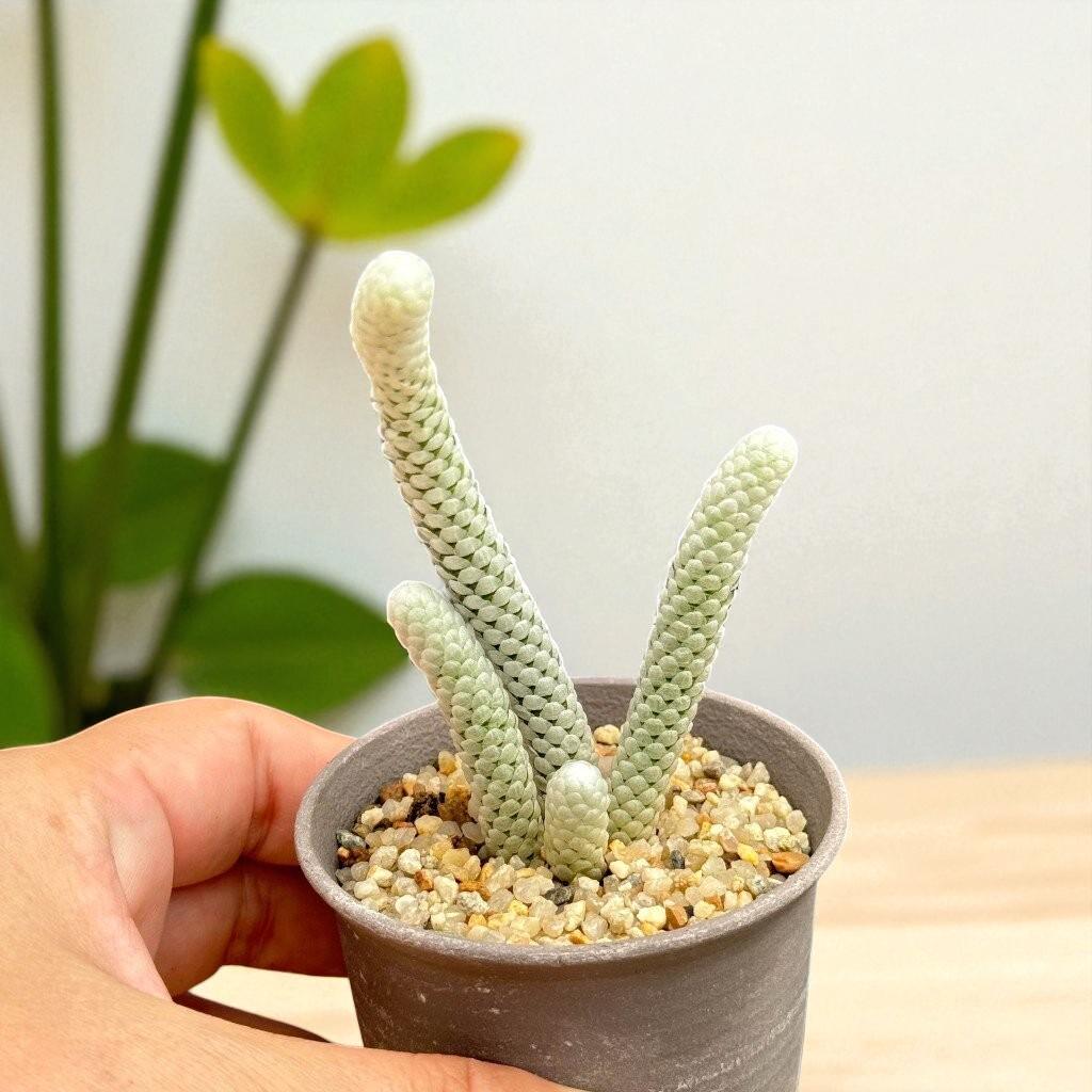 Mini Paper-Scale Succulent: Unique Textured Indoor Plant