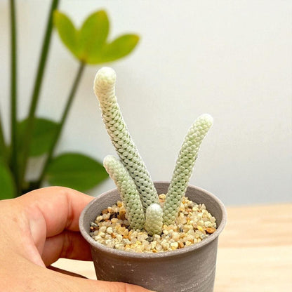Mini Paper-Scale Succulent: Unique Textured Indoor Plant