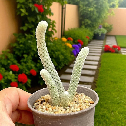 Mini Paper-Scale Succulent: Unique Textured Indoor Plant