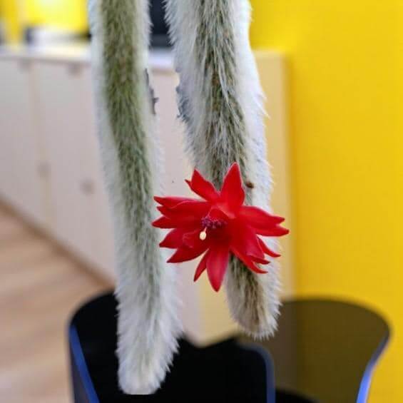 monkey tail cactus plant with fuzzy trailing stems and red flower blooming in black pot