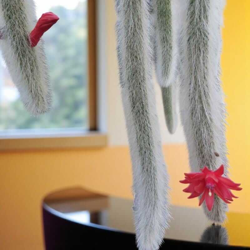 Alt Tag: monkey tail cactus plant with fuzzy trailing stems and red blooms hanging indoors near a window