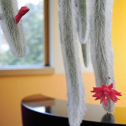 Alt Tag: monkey tail cactus plant with fuzzy trailing stems and red blooms hanging indoors near a window
