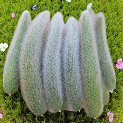Alt Tag: monkey tail cactus plant with long fuzzy trailing stems, soft hair-like spines, displayed on green moss background