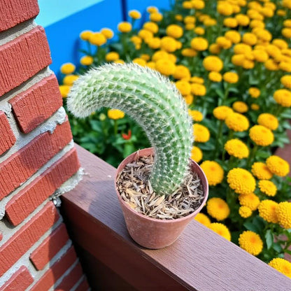 Main product photo of Monkey Tail Cactus: Live Trailing Succulent - Unique Indoor Plant, showing the primary view of the listing